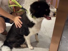 -FAELING PETS美天灵宠物(富力广场店)