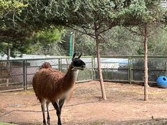 -青藏高原野生动物园