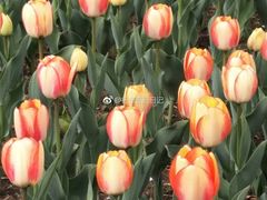 -长春公园(普阳街道)