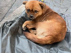 -乐山第一家临江鳝丝(茶坊路店)