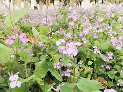 -白塘生态植物园