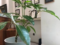 -Onirii Coffee(长乐路店)