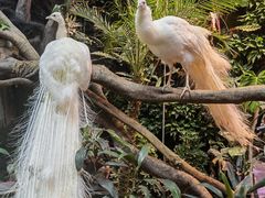 -正佳雨林生态植物园