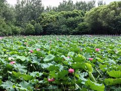 -东升八家郊野公园