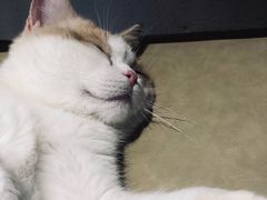 -藏猫猫咖啡主题馆(中央大道店)