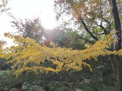 -秋霞圃