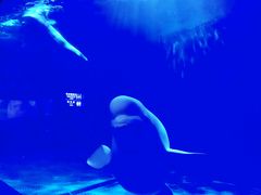 -多彩贵州城极地海洋世界