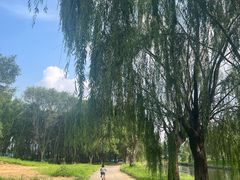 -丁香湖公园