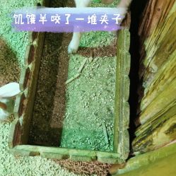 -七巧国萌宠乐园(龙湖天街店)