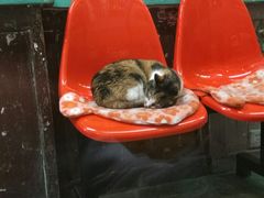 -猫咪博物馆(顶澳仔猫街店)