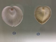 -青岛贝壳博物馆