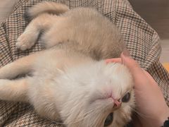 -猫十亿·布偶金渐层·曼基康矮脚猫舍(青年路店)