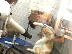 -PETKIT小佩宠物(古北店)
