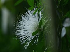 -新加坡植物园