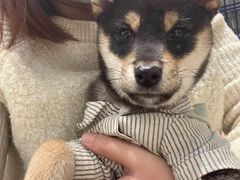 -逗柴咖啡屋·狗咖猫咖宠物桌游