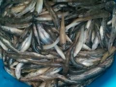 -八仔大富楼·河鲜(西江店)