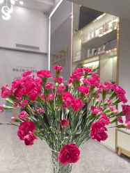 -MIDA蜜哒•科技逆龄美肤连锁