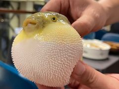 -肆月河豚·新淮扬(金融街店)