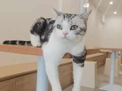 -有喵·猫咖·狗咖·30几只猫10只小狗(岗厦店)