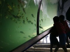 -瑞德姆美人鱼海底演艺主题餐厅(亚龙湾店)