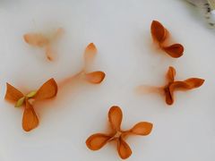 -荷风细雨·中国茶宴(碧云店)