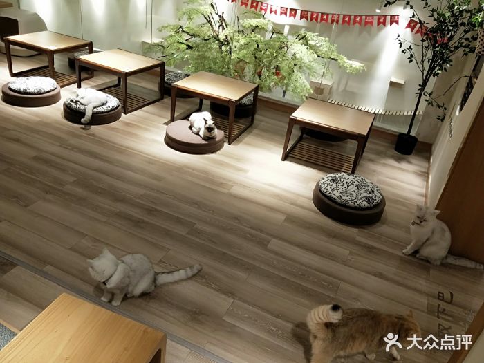 淘喵喵·猫咖啡馆猫咖猫舍(徐汇店-环境图片-上海美食-大众点评网