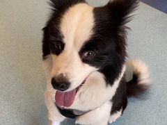 -萌兽医馆·犬猫专科·眼科中心·宠物医院(朝阳门分院)