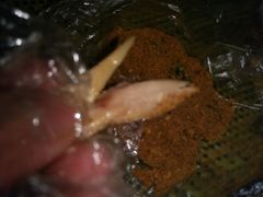 -顺城金记卤鸡·清真