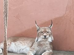 -青藏高原野生动物园