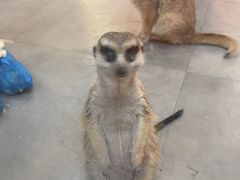 -Honey Bacca 哈尼芭卡高端萌宠(朝阳大悦城店)