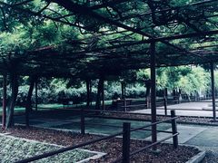 -嘉定紫藤园