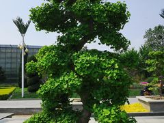 -石家庄市植物园