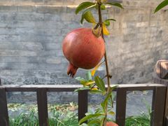 -万松老人塔