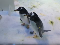 -芜湖新华联大白鲸海洋公园