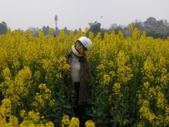 -三圣花乡旅游区