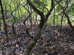 -东寨港红树林旅游区