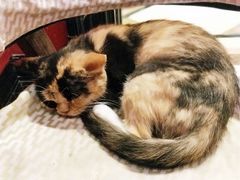 -猫色咖啡·猫咖