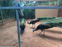 点击看大图 -萌宠亲子动物乐园(槐房万达店)