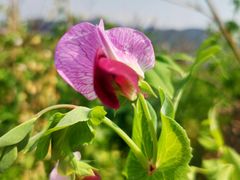 -楠溪江风景名胜区