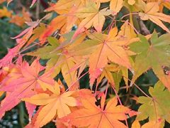 -瑞幸咖啡(新兴广场店)