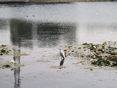 -上海辰山植物园