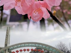 -南山植物园