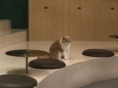 -飞行喵MR PILOT|猫舍·猫咖(静安大融城店)