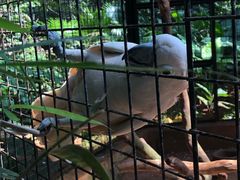 -海南热带野生动植物园