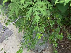 -北京西山国家森林公园