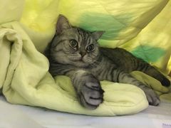 -喜多萌中农锦绣动物医院24H·猫科·牙科MRI·CT