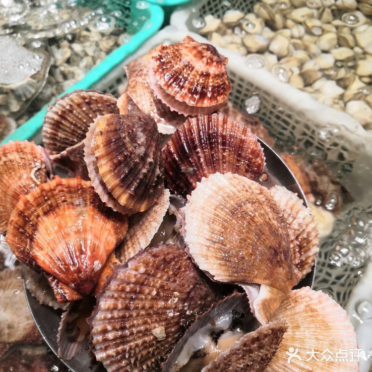 听说你还没吃过一筐蛤蜊的栉孔扇贝？ 