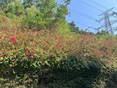 -深圳仙湖植物园
