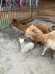 -萌宠亲子动物乐园(槐房万达店)