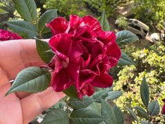 -龙大花卉苗木市场